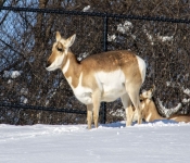 2019 02 21 MNNewZoo 013